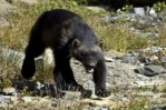 PICTURES/Glacier Critters/t_wolverine.jpg